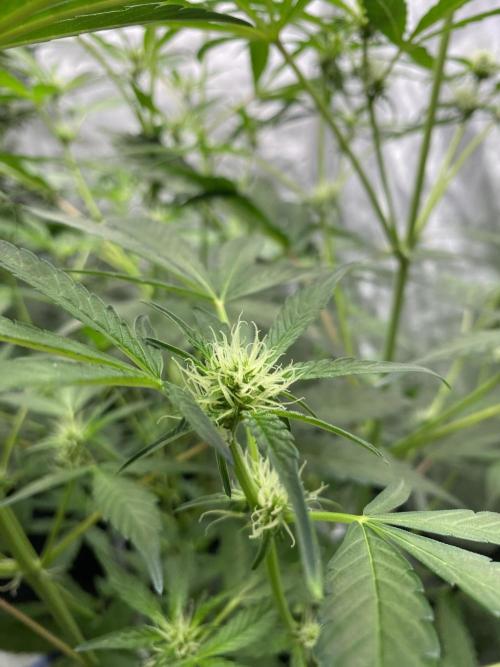 Mephisto Auto Samplerun. Week 4