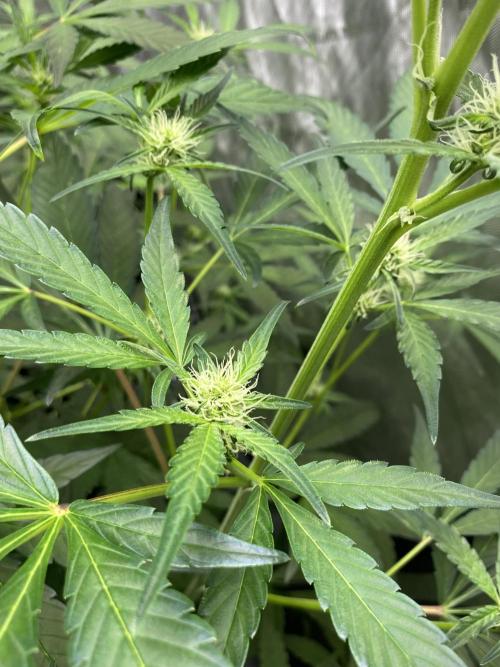 Mephisto Auto Samplerun. Week 4