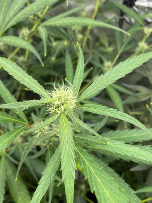 Mephisto Auto Samplerun. Week 4