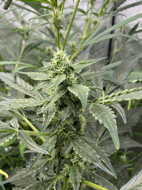 Mephisto Auto Samplerun. Week 4