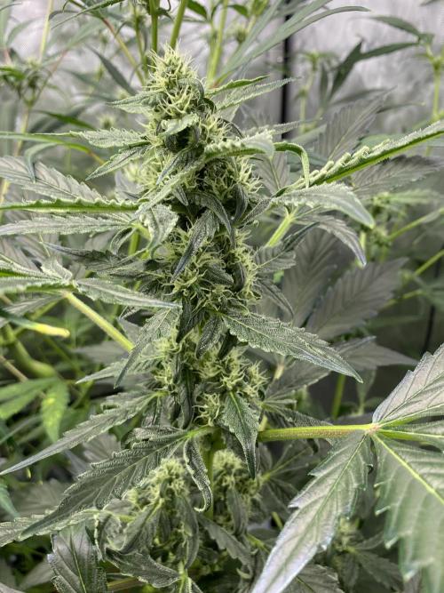 Mephisto Auto Samplerun. Week 4