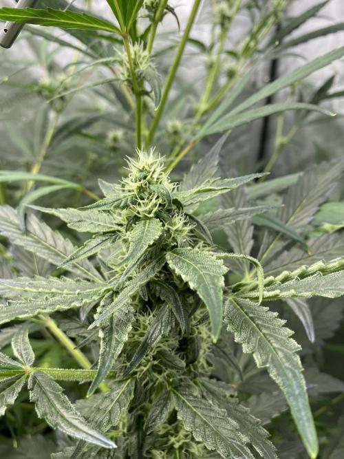 Mephisto Auto Samplerun. Week 4