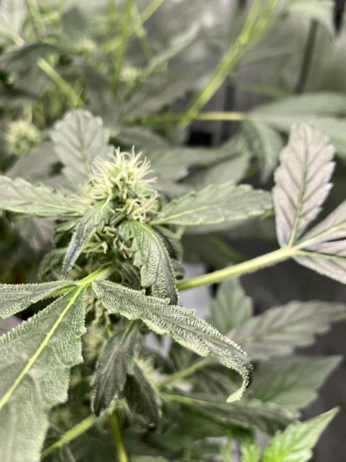 Mephisto Auto Samplerun. Week 4