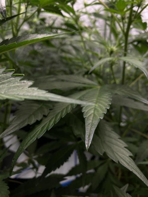 Mephisto Auto Samplerun. Week 4