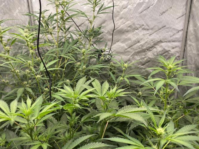 Mephisto Auto Samplerun. Week 4