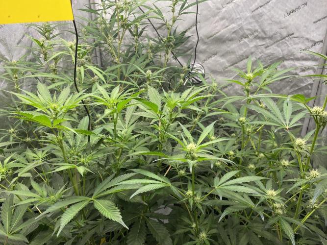 Mephisto Auto Samplerun. Week 4