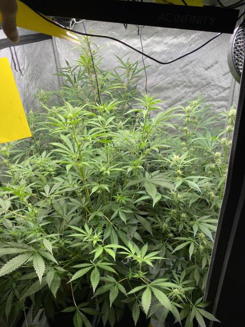 Mephisto Auto Samplerun. Week 4