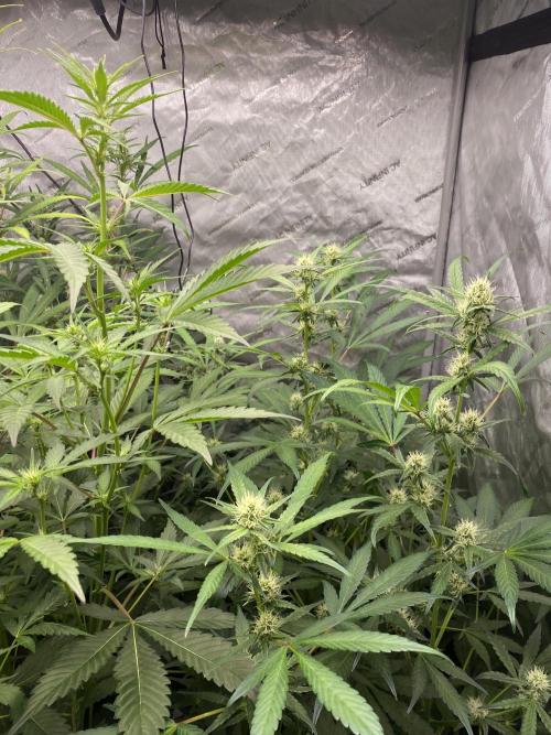 Mephisto Auto Samplerun. Week 5