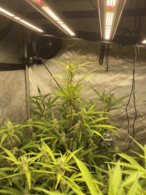 Mephisto Auto Samplerun. Week 5