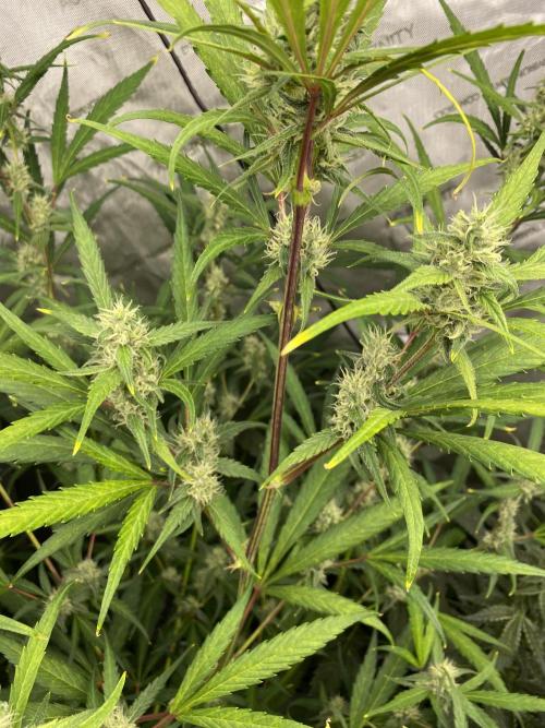 Mephisto Auto Samplerun. Week 5