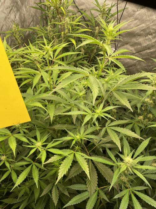 Mephisto Auto Samplerun. Week 5