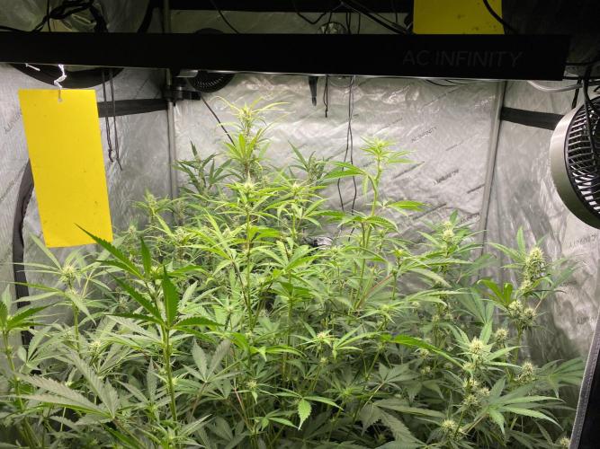 Mephisto Auto Samplerun. Week 5