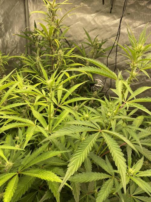 Mephisto Auto Samplerun. Week 5