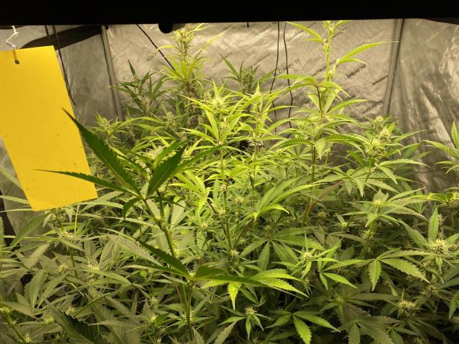 Mephisto Auto Samplerun. Week 5