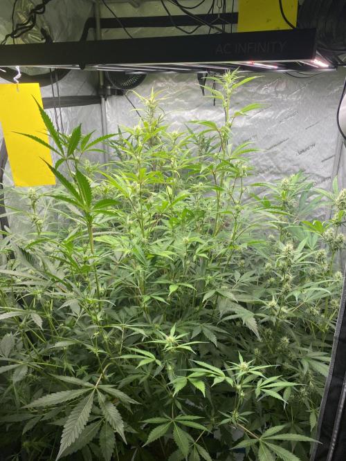 Mephisto Auto Samplerun. Week 5