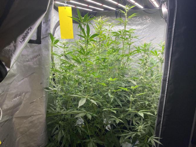 Mephisto Auto Samplerun. Week 5