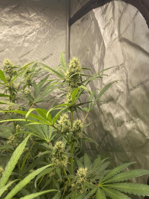 Mephisto Auto Samplerun. Week 5