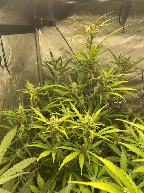 Mephisto Auto Samplerun. Week 5