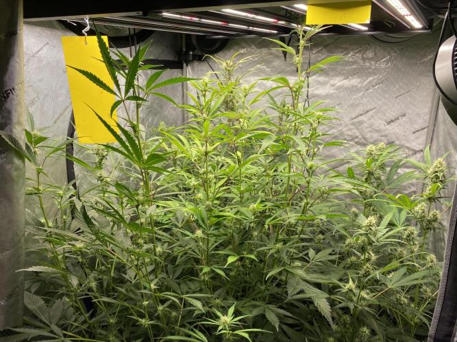 Mephisto Auto Samplerun. Week 5