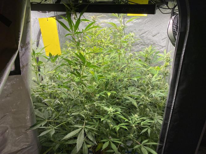 Mephisto Auto Samplerun. Week 5