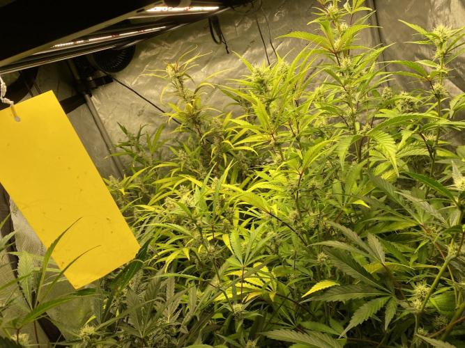 Mephisto Auto Samplerun. Week 6