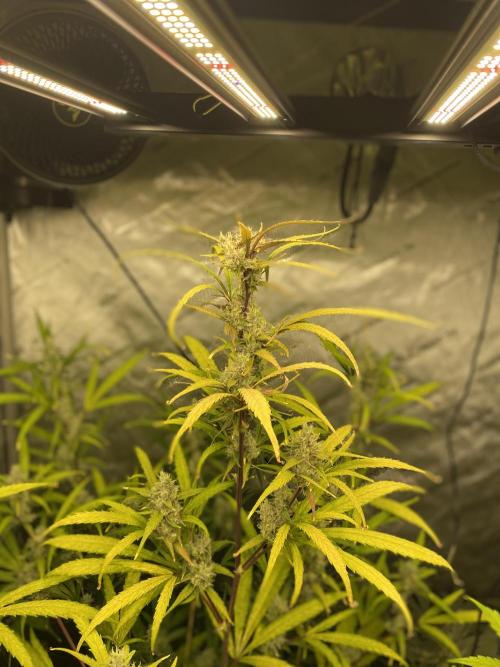 Mephisto Auto Samplerun. Week 6