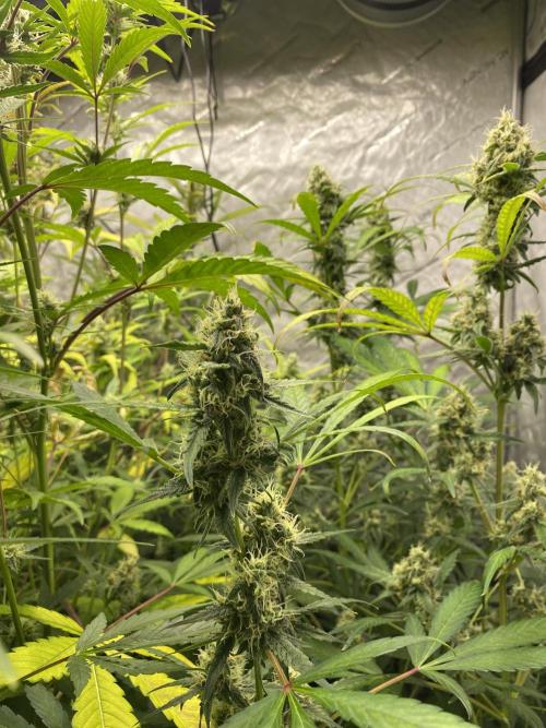 Mephisto Auto Samplerun. Week 6