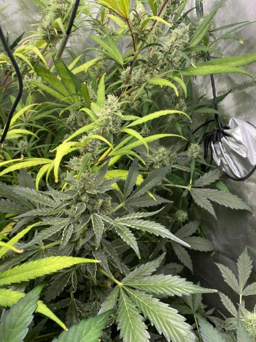 Mephisto Auto Samplerun. Week 6