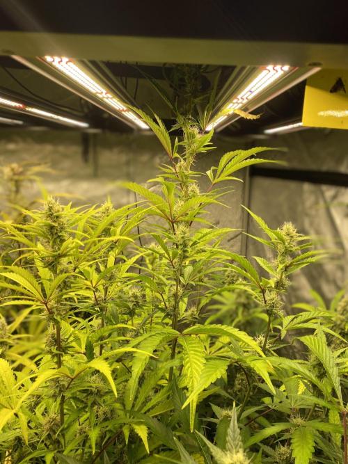 Mephisto Auto Samplerun. Week 6