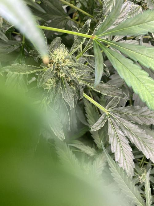 Mephisto Auto Samplerun. Week 6