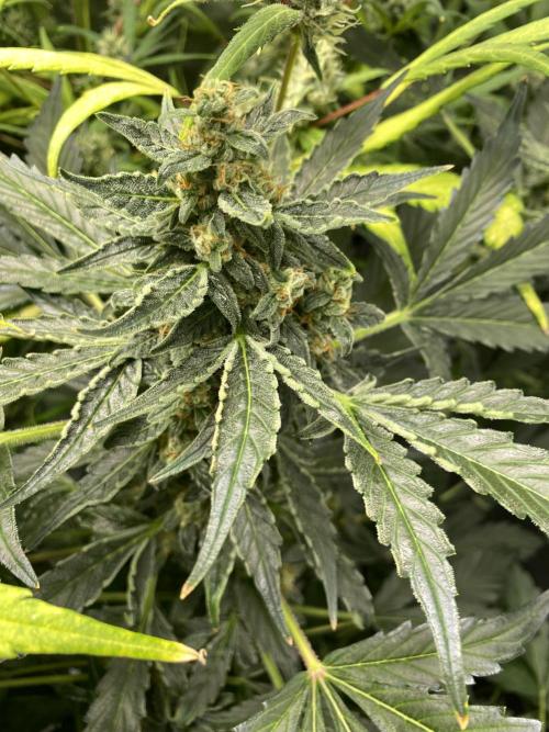 Mephisto Auto Samplerun. Week 6