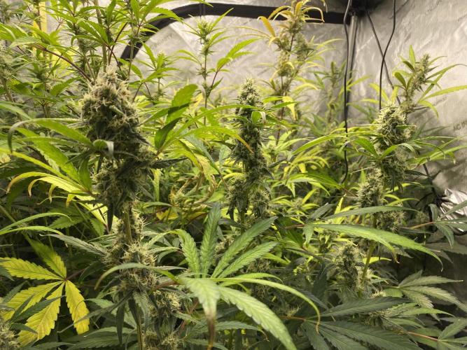 Mephisto Auto Samplerun. Week 6