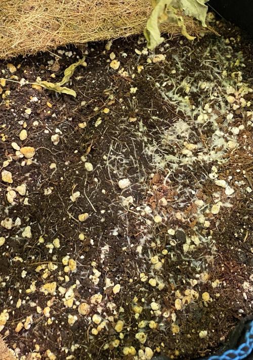 Mephisto Auto Samplerun. Week 6