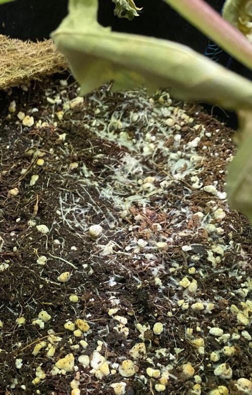 Mephisto Auto Samplerun. Week 6