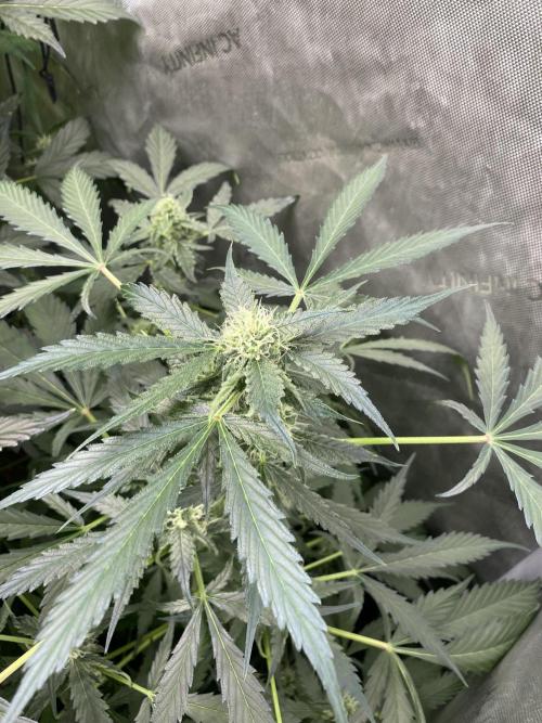 Mephisto Auto Samplerun. Week 6