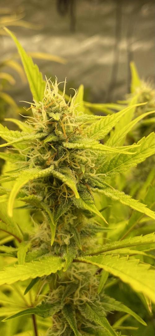 Mephisto Auto Samplerun. Week 6