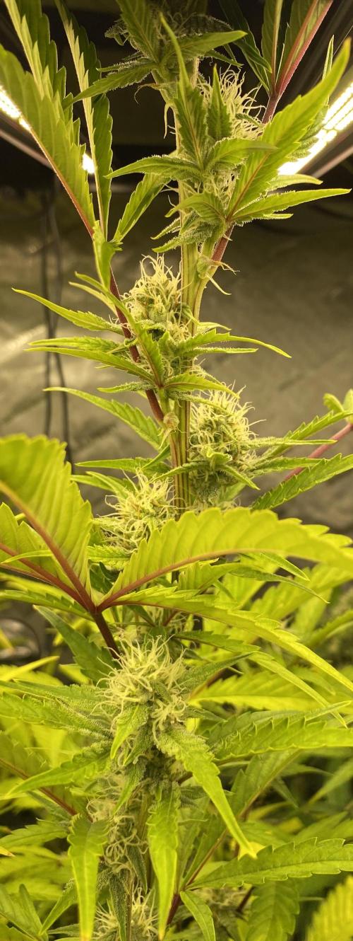 Mephisto Auto Samplerun. Week 6