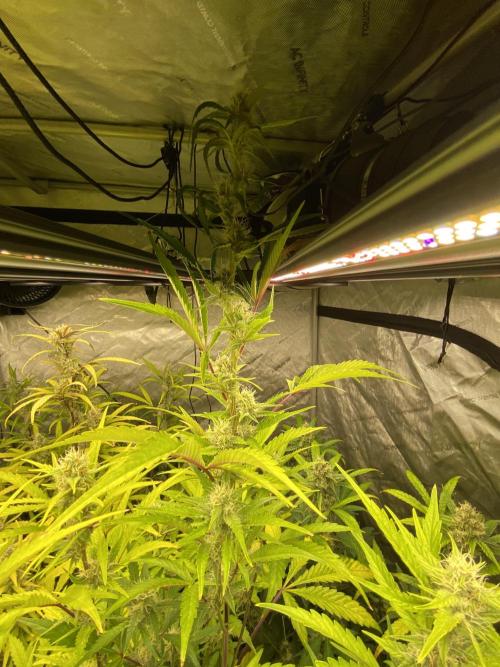 Mephisto Auto Samplerun. Week 6