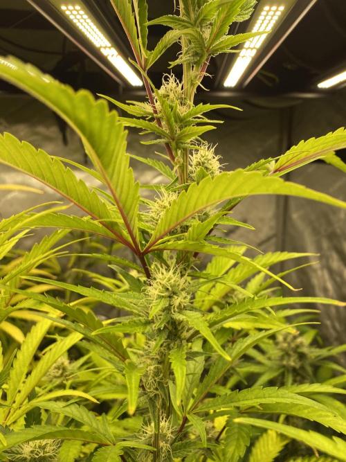 Mephisto Auto Samplerun. Week 6