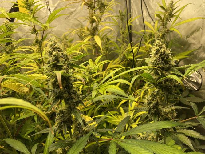 Mephisto Auto Samplerun. Week 7