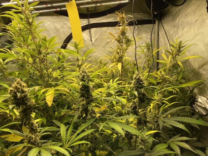 Mephisto Auto Samplerun. Week 7