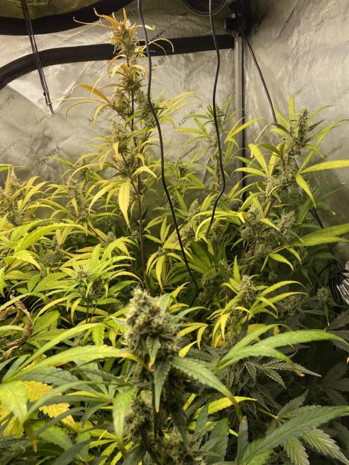 Mephisto Auto Samplerun. Week 7