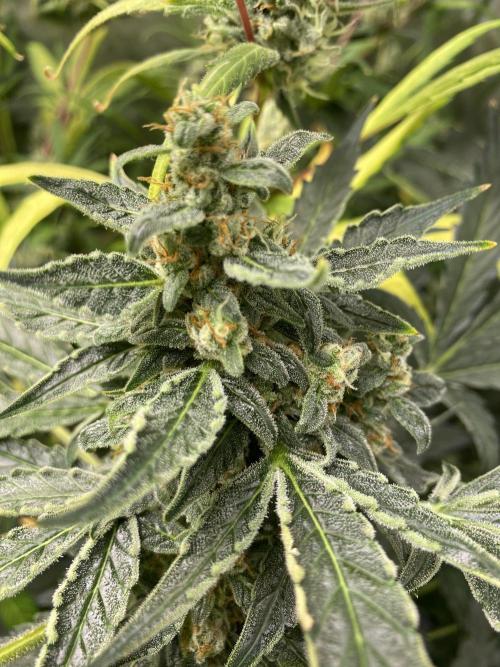 Mephisto Auto Samplerun. Week 7