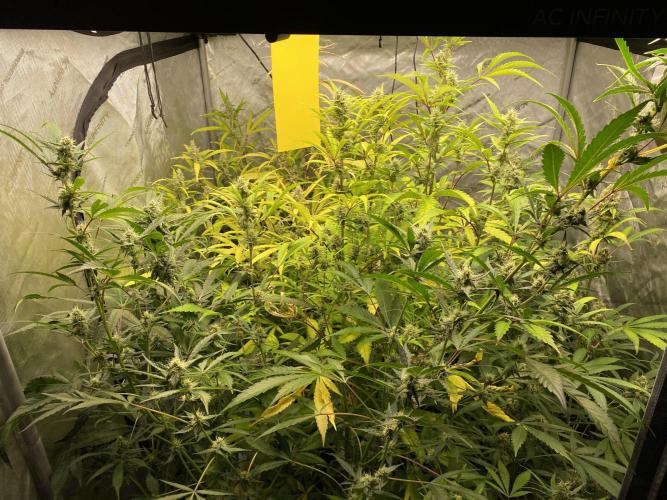 Mephisto Auto Samplerun. Week 7