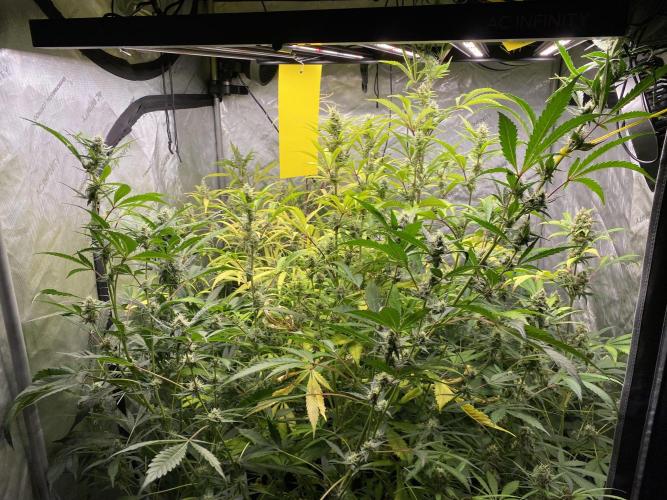 Mephisto Auto Samplerun. Week 7