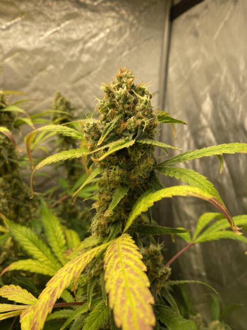 Mephisto Auto Samplerun. Week 7