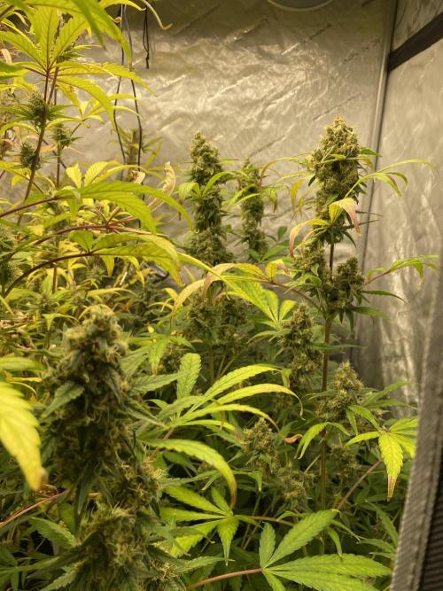 Mephisto Auto Samplerun. Week 7