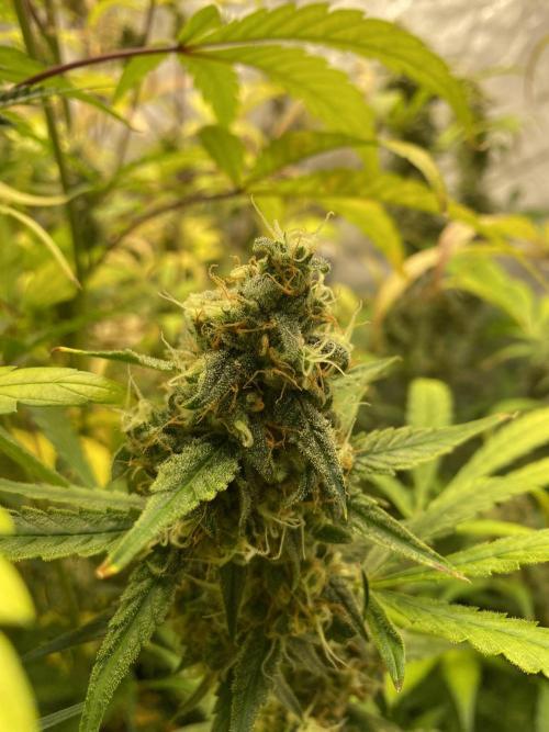 Mephisto Auto Samplerun. Week 7