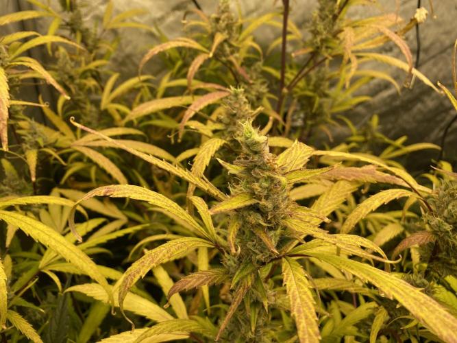 Mephisto Auto Samplerun. Week 7