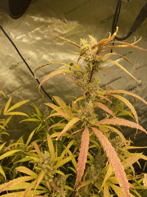 Mephisto Auto Samplerun. Week 7